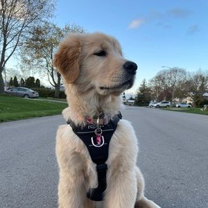 Meet your Posher, Morgan